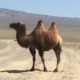 Kamel