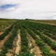 Ein Feld mit grünen Pflanzen