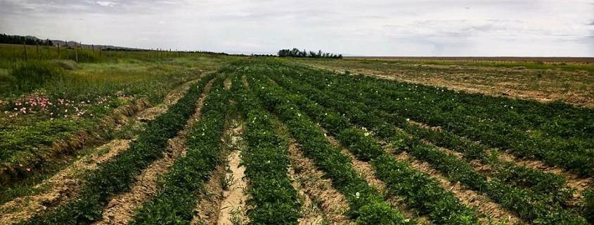 Ein Feld mit grünen Pflanzen
